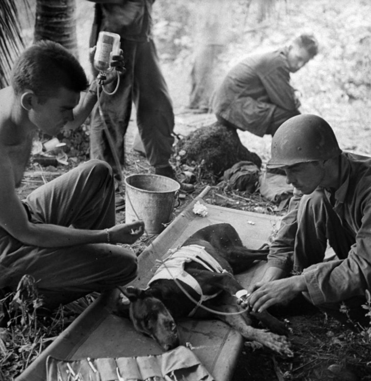 Un cane ferito durante la guerra negli USA, nel 1944