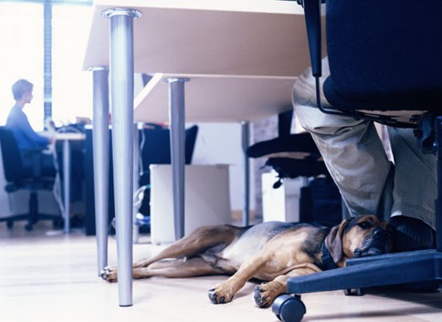 Il motivo per cui ciò accade è semplice: la presenza dei cani riduce lo stress rendendo i lavoratori più concentrati nei propri obiettivi.