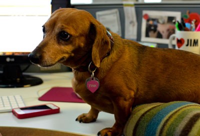 La presenza dei cani in ufficio ha migliorato anche la comunicazione tra colleghi, favorendo lo stabilirsi di una collaborazione reciproca.