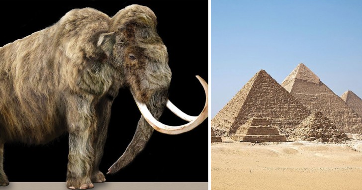 I mammut non si erano ancora estinti quando la piramide di Giza fu costruita.