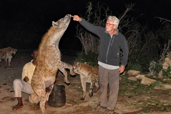 La hyène est, après le lion, le prédateur le plus dangereux d'Afrique. Mais les gens de Harar cohabitent avec eux sans heurts.