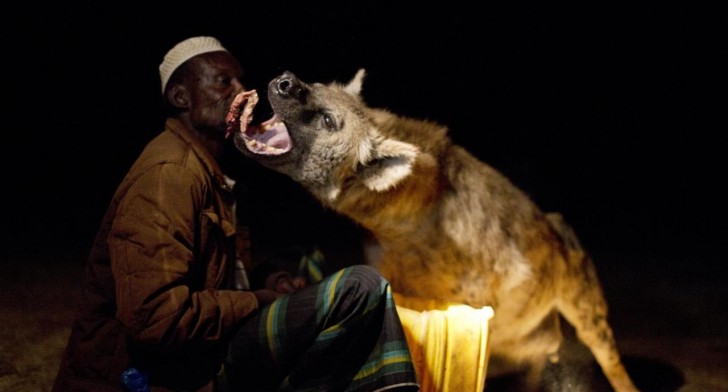 Ces expéditions en contact avec les hyènes sont possibles la nuit et répondent également à la nécessité de tenir à distance ces animaux et empêcher qu'ils attaquent les personnes et le bétail.