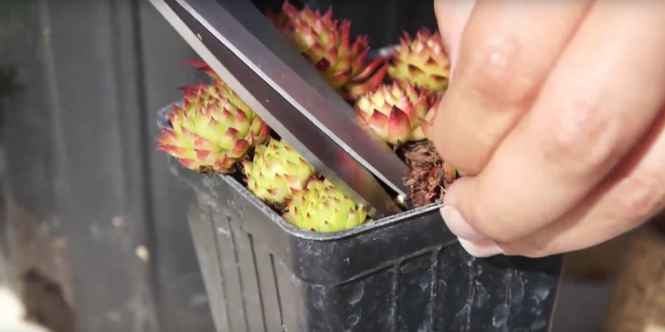 2. Rellenar el agujero del corcho con la tierra y poner los pedacitos de planta grasa (quizas intentando de extraer una con algun ramo de raices).