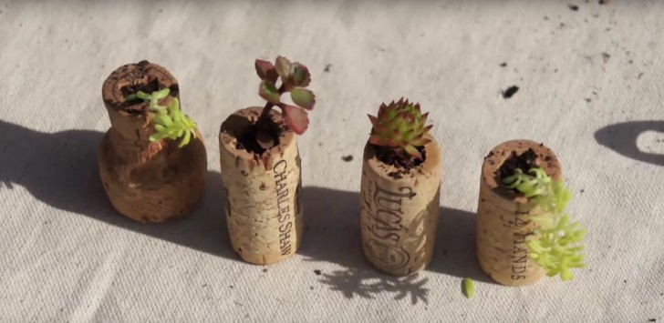 3. Insert the plant branches into the wine corks, add a little bit of loam, and secure the plants with a few pebbles.