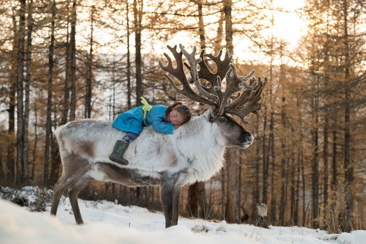 Una dei più giovani membri della famiglia coccola una delle renne, quasi appisolandosi sul morbido manto dell'animale.