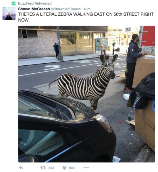 10. Una zebra si aggira per la 56a strada a New York! Sarà stato l'enorme successo di film d'animazione come Madagascar a diffondere la notizia senza destare dubbi, ma il giornale che ha pubblicato la foto ha ammesso che si trattava solo di un loro scherzo.