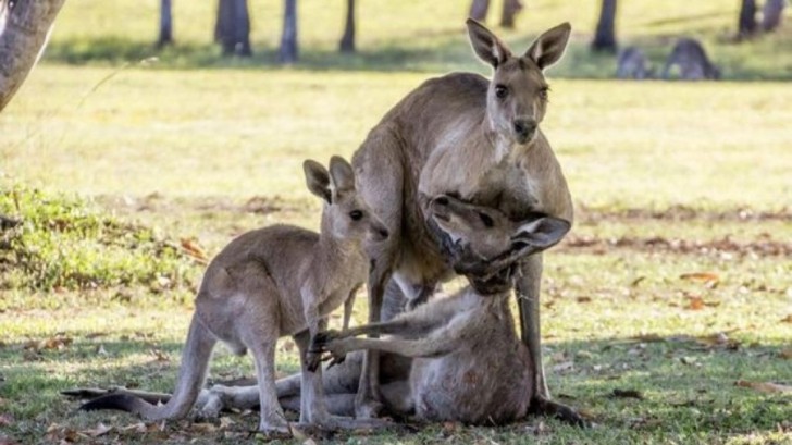 4. Quand elle a été publiée par la presse australienne, le monde entier s'est ému: un kangourou qui prend amoureusement entre ses pattes un ami en train de mourir. Désolés de vous informer que...
