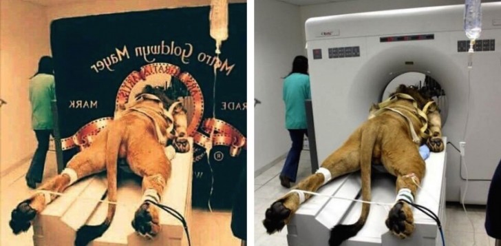 8. Cette photo a été mise en circulation en disant que cela a été la façon cruelle dont la société de cinéma Metro-Goldwyn-Mayer avait réussi à obtenir le fameux rugissement de lion au début des films. Intox: le lion en question se soumettait juste à un scanner.