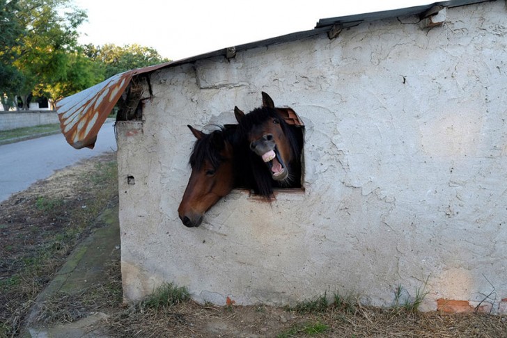 Due cavalli cercano di guardare fuori dalla finestra della loro stalla contemporaneamente, vicino al villaggio di Pontoiraklia, in Grecia, il 27 maggio 2016