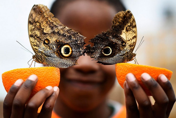 De 5 jaar oude Bjorn maakt lachend een leuk plaatje met twee uilenvlinders tijdens de opening van de tentoonstelling Sensational Butterflies in het Natuurgeschiedenismuseum in Londen.