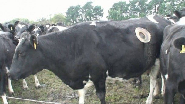 I fori sono larghi fino a 20 cm e sono chiusi da un tappo di gomma quando le mucche non sono sottoposte a prelievi.