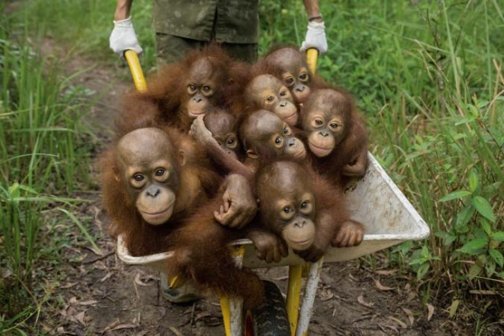 6. Il mercato nero degli oranghi domestici si basa sull'uccisione di mamma orango: questi orfani sono appena stati consegnati a un'associazione che si prenderà cura di loro (International Animal Rescue).