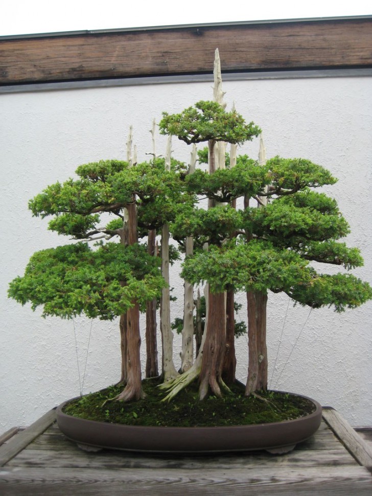 De bonsai is de Japanse kunst van het kleine boompjes willen kweken in kleine potten waardoor je altijd een vleugje van Moeder Natuur binnen handbereik hebt.