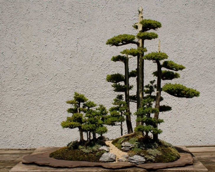 Maar de term bonsai wordt gebruikt om alle kleine planten met de zo karakteristieke parasolvorm die je kweekt in kleine potten of andere dingen waar je ze in kunt plaatsen.