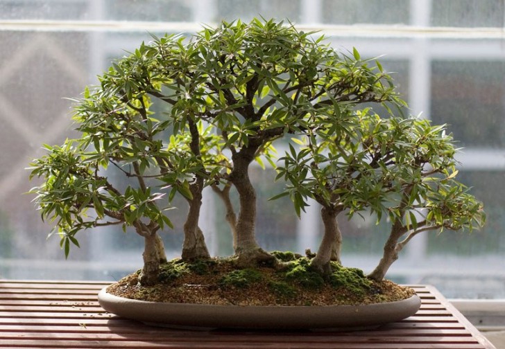Au Japon, les bonsaïs sont cultivées à des fins différentes, et notamment la contemplation...