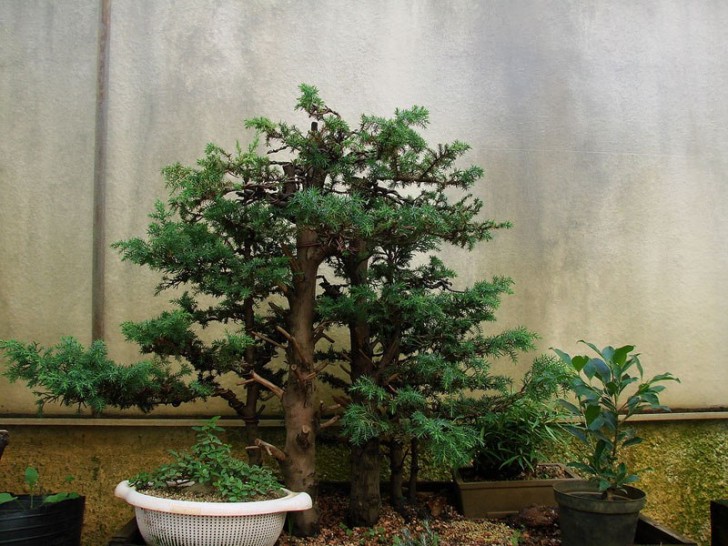 In tegenstelling tot andere soorten planten wordt de bonsai niet gekweekt om van te eten of te gebruiken voor medicinale doeleinden.