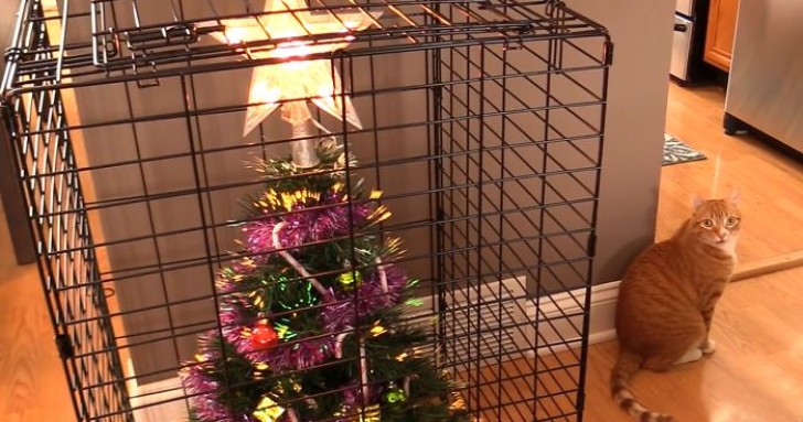 16 soluzioni che le persone hanno trovato per salvare l'albero di Natale  dagli animali domestici - Curioctopus.it
