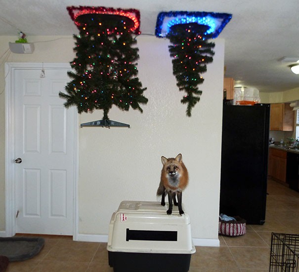 2. Dit is de enige manier om tegelijkertijd een vos en twee kerstbomen onder één dak te hebben.