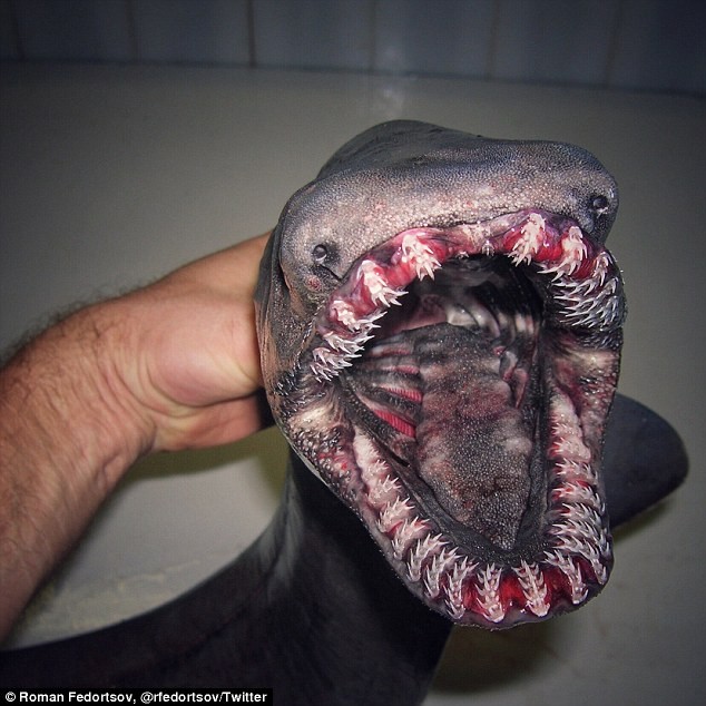 Piepkleine ogen en dodelijke tanden. Gaan zwemmen in de zee in de wetenschap dat je dit dier tegen kan komen is zeker niet fijn!