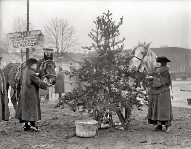6. I cavalli si fermano a mangiare gli abeti su strada, Dicembre 1918.