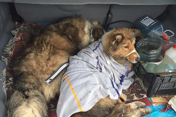 Fueron llevados a la perrera donde afortunadamente han transcurrido solo pocas horas: ha sido efectivamente encontrado el propietario que lo ha llevado a casa para cuidarlo.