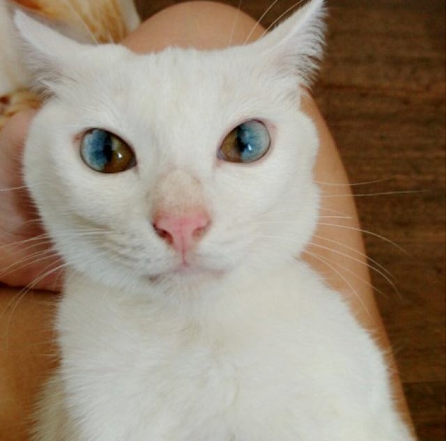 Ecco a voi il gatto con gli occhi più belli del mondo: ogni occhio è soggetto ad eterocromia settoriale.