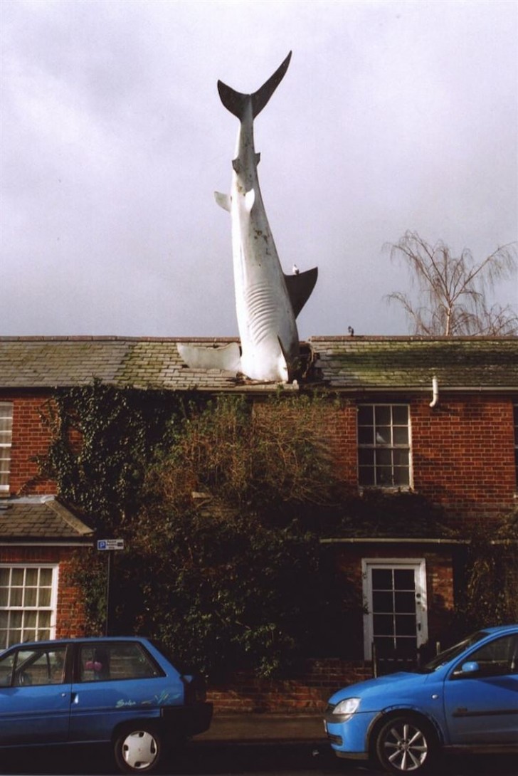 The Shark, Oxford, Regno Unito.