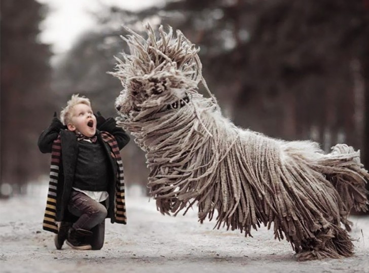 Le Komondor est une race hongroise de chien dont les ancêtres seraient les gigantesques chiens du Tibet