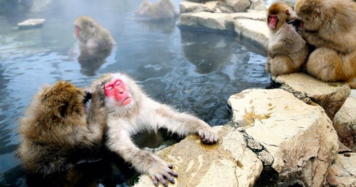 Il parco di Jigokudani è stato istituito nel 1964, dopo la creazione di un lago artificiale in cui le scimmie tutt'oggi si immergono liberamente.
