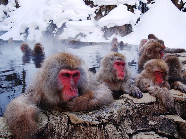 Les macaques japonais vivent dans de grands groupes sociaux: le mâle alpha est nommé pour ses habilités dans la recherche de la nourriture et d'une compagne.