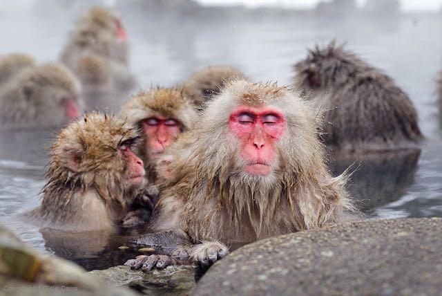 Le scimmie si scaldano con il caldo vapore tutto l'anno, ma durante i mesi più freddi preferiscono immergersi nell'acqua.