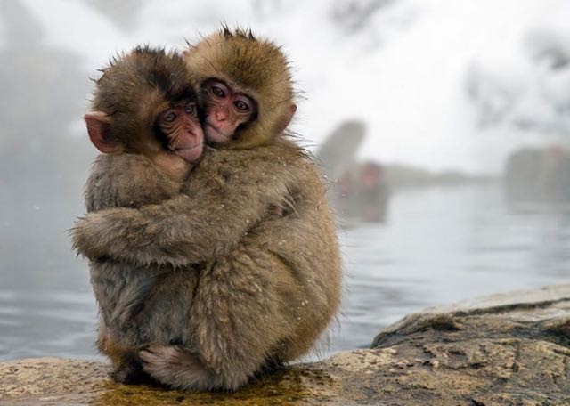 Le scimmie sono dei macachi giapponesi: vivono in ambienti molto freddi e sono caratterizzati da un viso rosa e una pelliccia marrone chiaro.