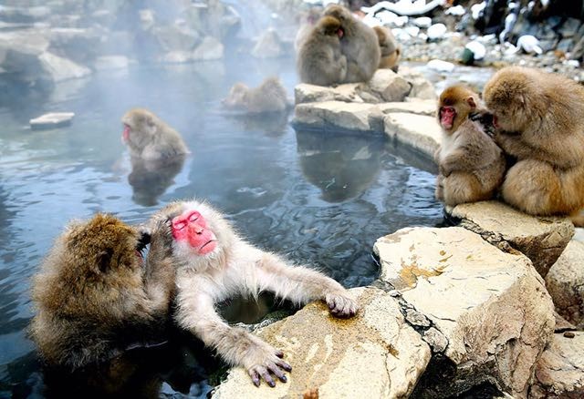 Comme tous les singes, ils sont aussi très intelligents et sympathiques.