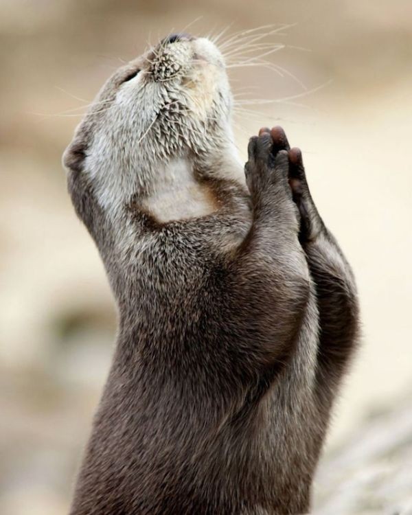 4. Lontra in preghiera...