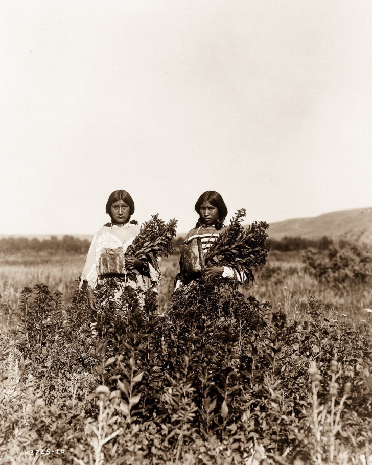 12. Kwakiutl vrouwen die in het wild groeiende kruiden verzamelen, 1910