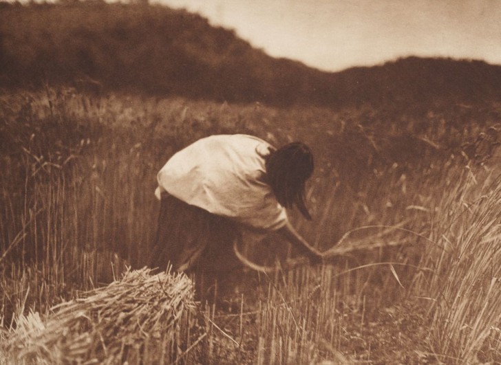 17. Een Apache-vrouw oogst graan, 1910