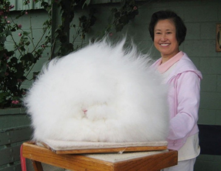 2. Cosa sarà mai successo al pelo di questo grazioso coniglietto? Sembra un'immensa sfera di zucchero filato!