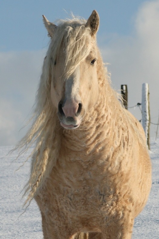 19. E concludiamo con questo cavallo "ricoperto di neve": una meraviglia per gli occhi di qualsiasi essere umano.