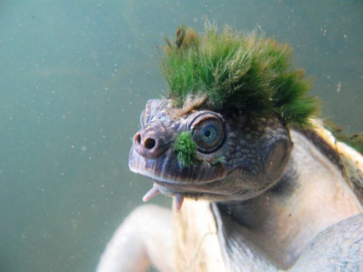 5. Ecco a voi la tartaruga più glamour di tutte: la sua è una cresta composta da vere e proprie alghe!