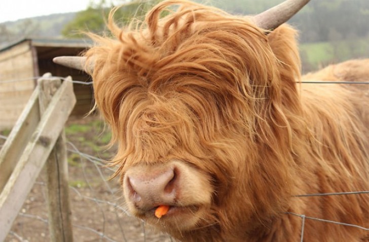 6. Le mucche dell'altopiano scozzese... dal look ultra-trendy!