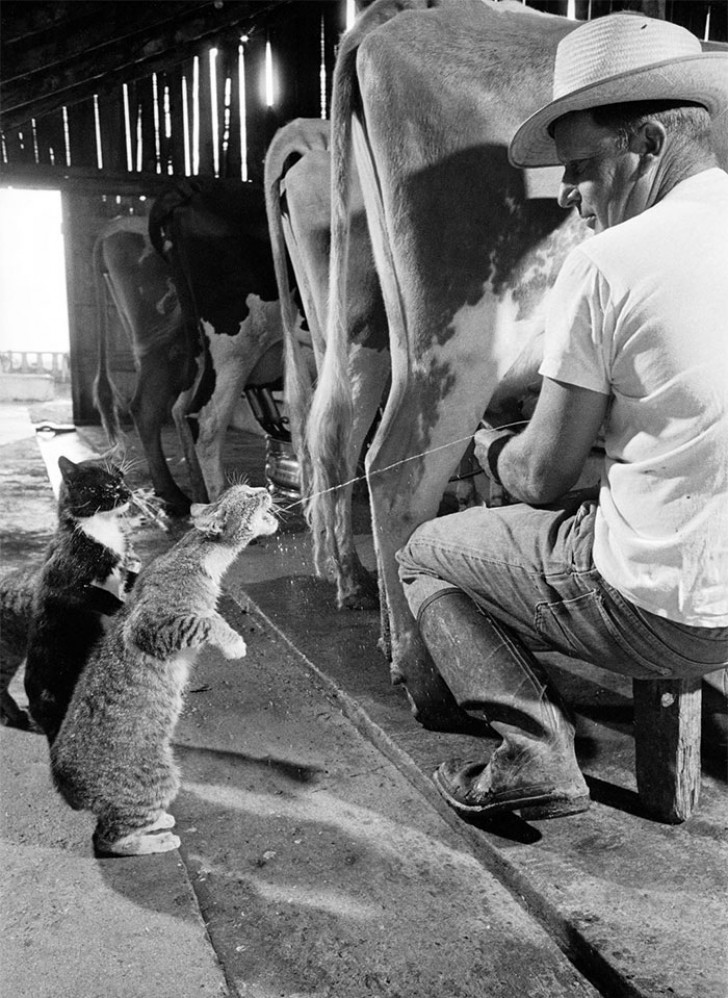 In fila per prendere il latte: ognuno attende pazientemente il suo turno! (1954)