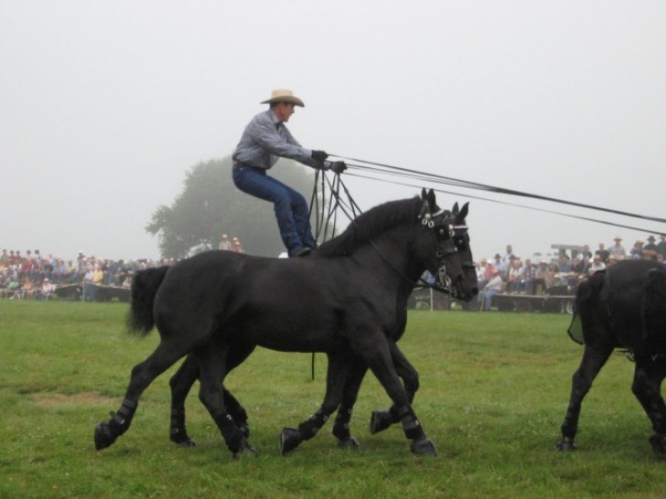 Nonostante la loro imponente stazza, questi cavalli sono ben predisposti verso l'uomo e verso le attività di fattoria.