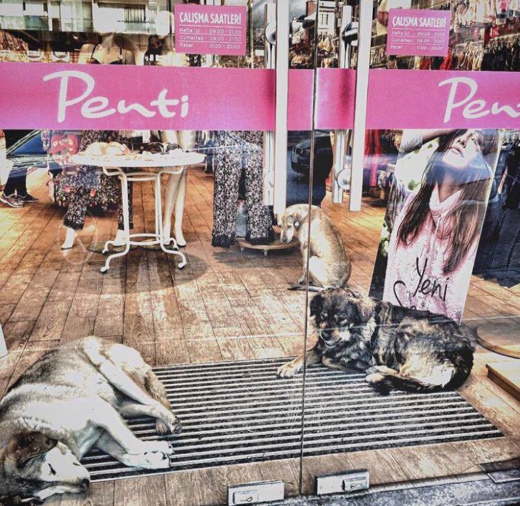 Molti negozi hanno deciso di ospitare al proprio interno dei cuccioli...