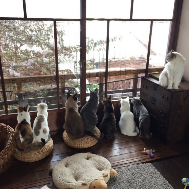 I gatti giapponesi affacciati alla finestra per ammirare, forse per la prima volta, la neve.