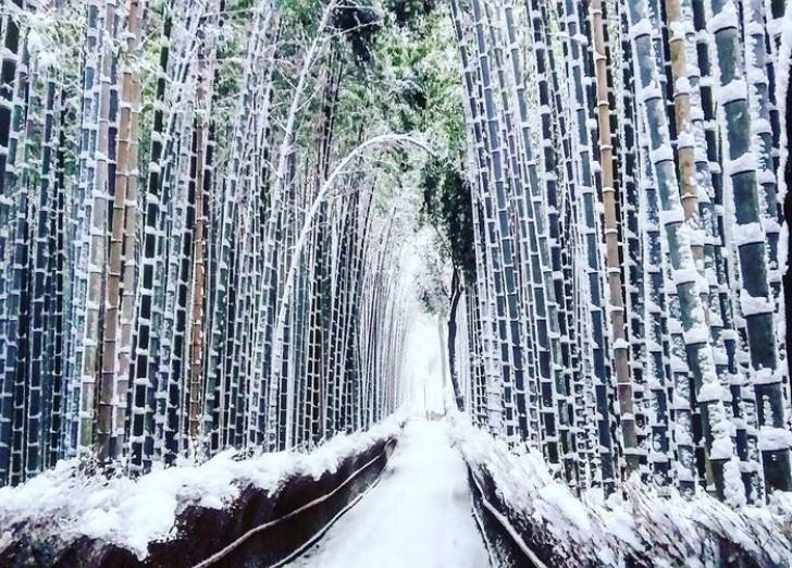 La spettacolare trama geometrica formata dal canneto di bambù e la neve.