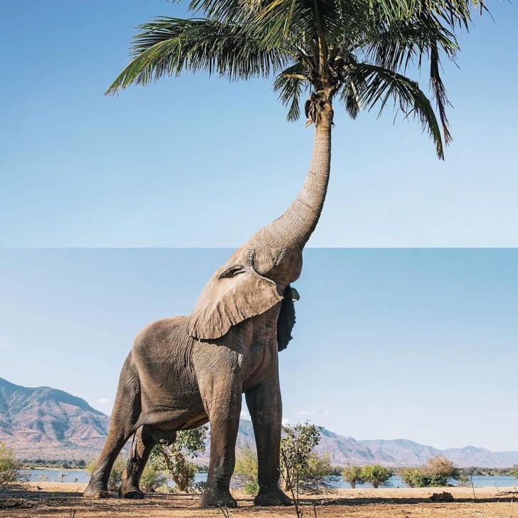 Symbiose entre un éléphant et un palmier