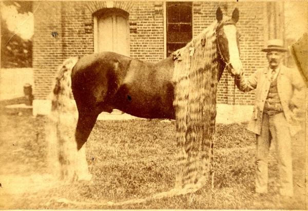 Il Cavallo Delle Meraviglie L Incredibile Razza Esistita Nel 1800 Famosa Per I Crini Lunghissimi Curioctopus It