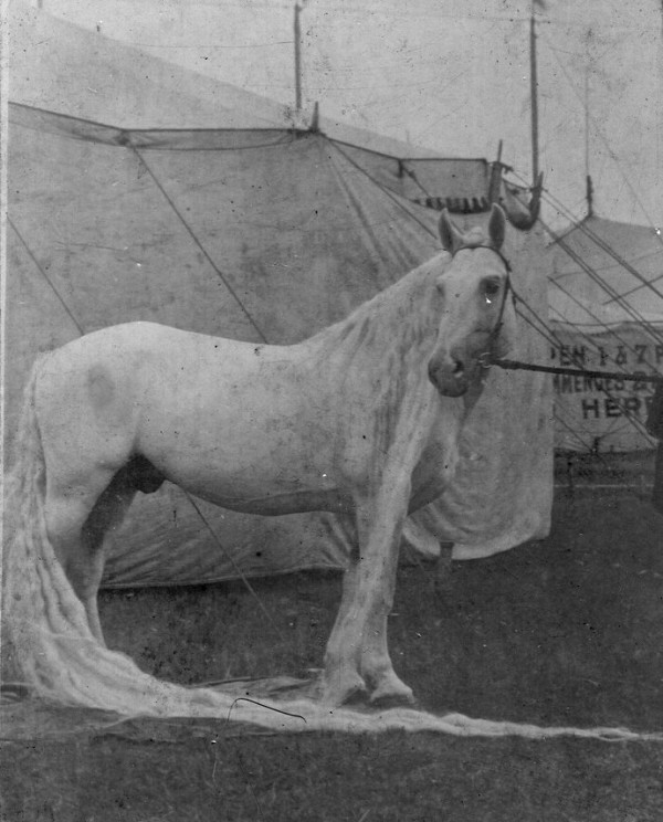 Het wonderpaard is meer dan 4 meter hoog en zijn haar is wel meer dan 5 meter lang. Toen in die tijd werd het 't mooiste paard ter wereld genoemd!