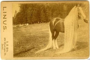 Linus era un esemplare di cavallo delle meraviglie: è stato venduto alla stupefacente cifra di 30.000 dollari, circa 750.000$ di oggi, ad una famiglia circense.
