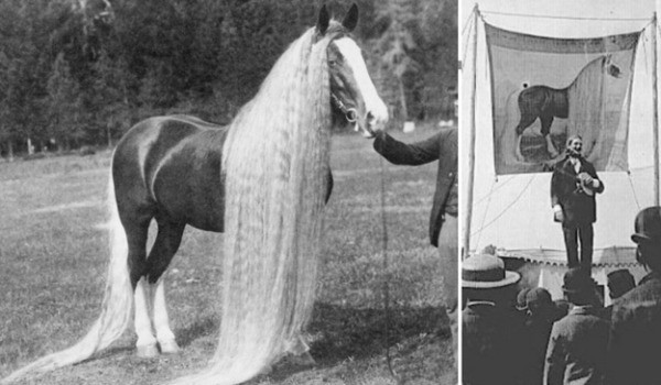 Deze paarden werden bekend dankzij de rondtrekkende circussen in Oregon.